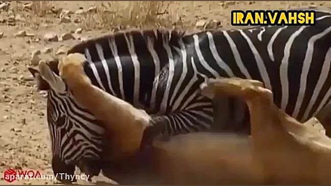 حیات وحش قسمت ۳۴  فرار گور خر...