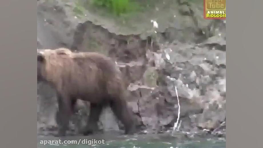 حیات وحش، 7 تا از بهترین حمله...