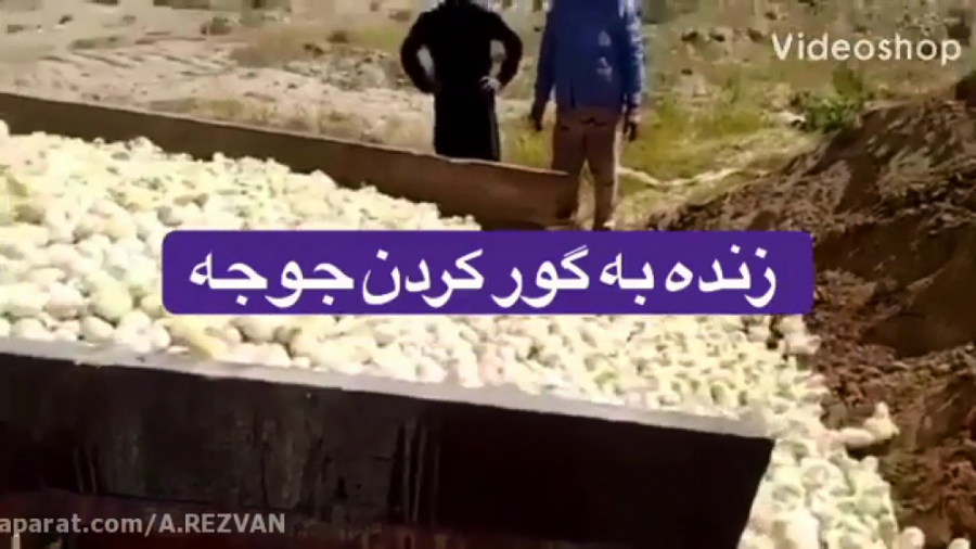 زنده به گور کردن جوجه های مظلو...