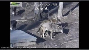 جفتگیری گرگها...
