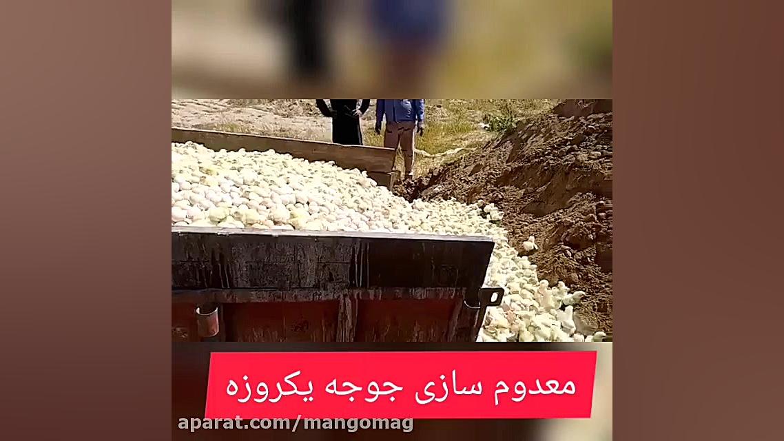 ویدیو جنجالی معدوم سازی جوجه ی...