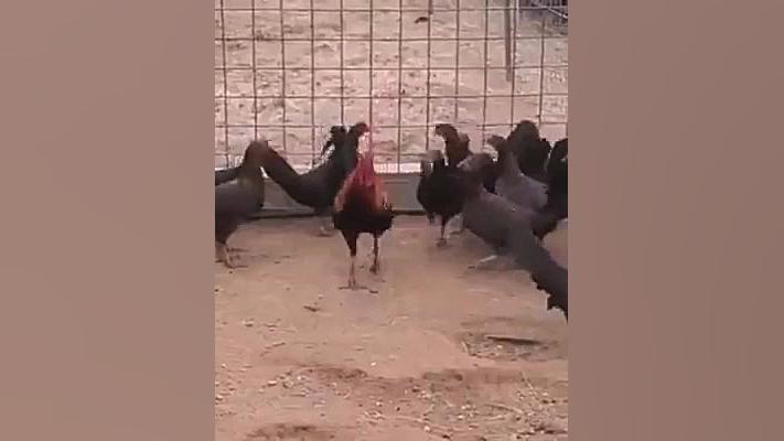 وقتی یه پسر وارد مدرسه دخترونه...