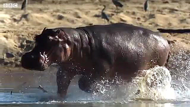 نبرد دیدنی اسب های آبی نر برای...