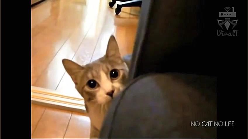 ویدئوی وایرال بی گربه هرگز ، ق...