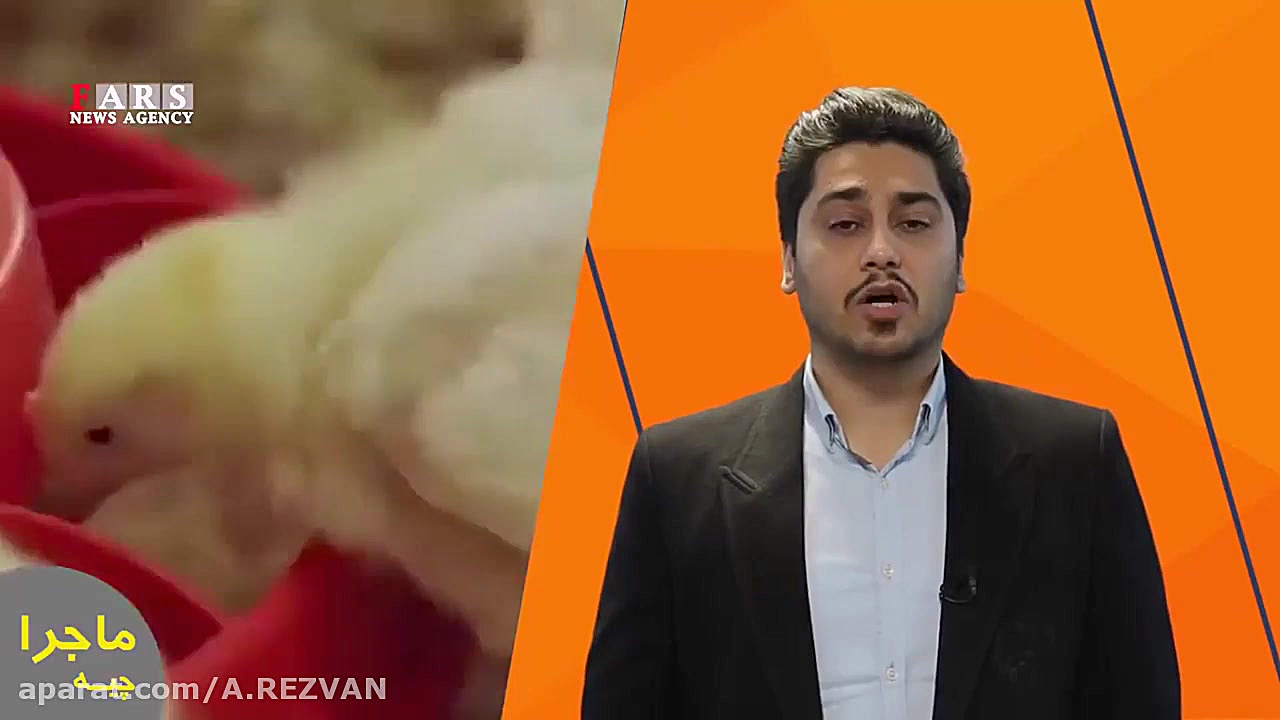 تحلیل ماجرای کشتار جوجه های یک...