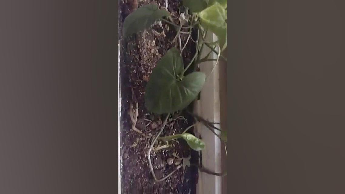 پنت هاوس 370 متری  30 متر تراس...