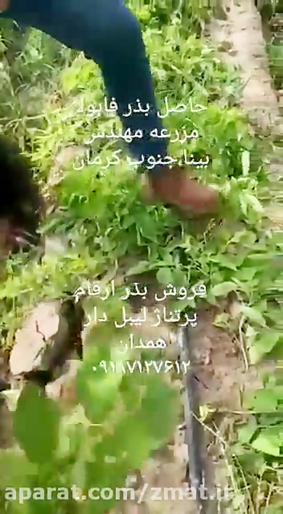 کشت و بازرگانی سیب زمینی بابای...