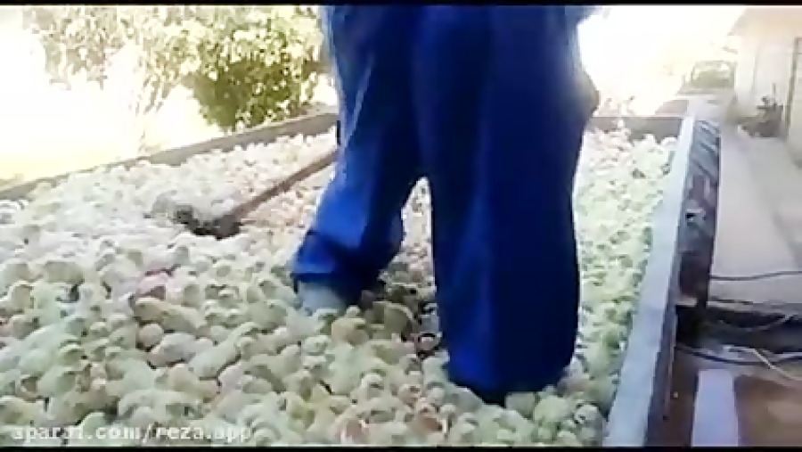 تصاویری از زنده به گورکردن جوج...