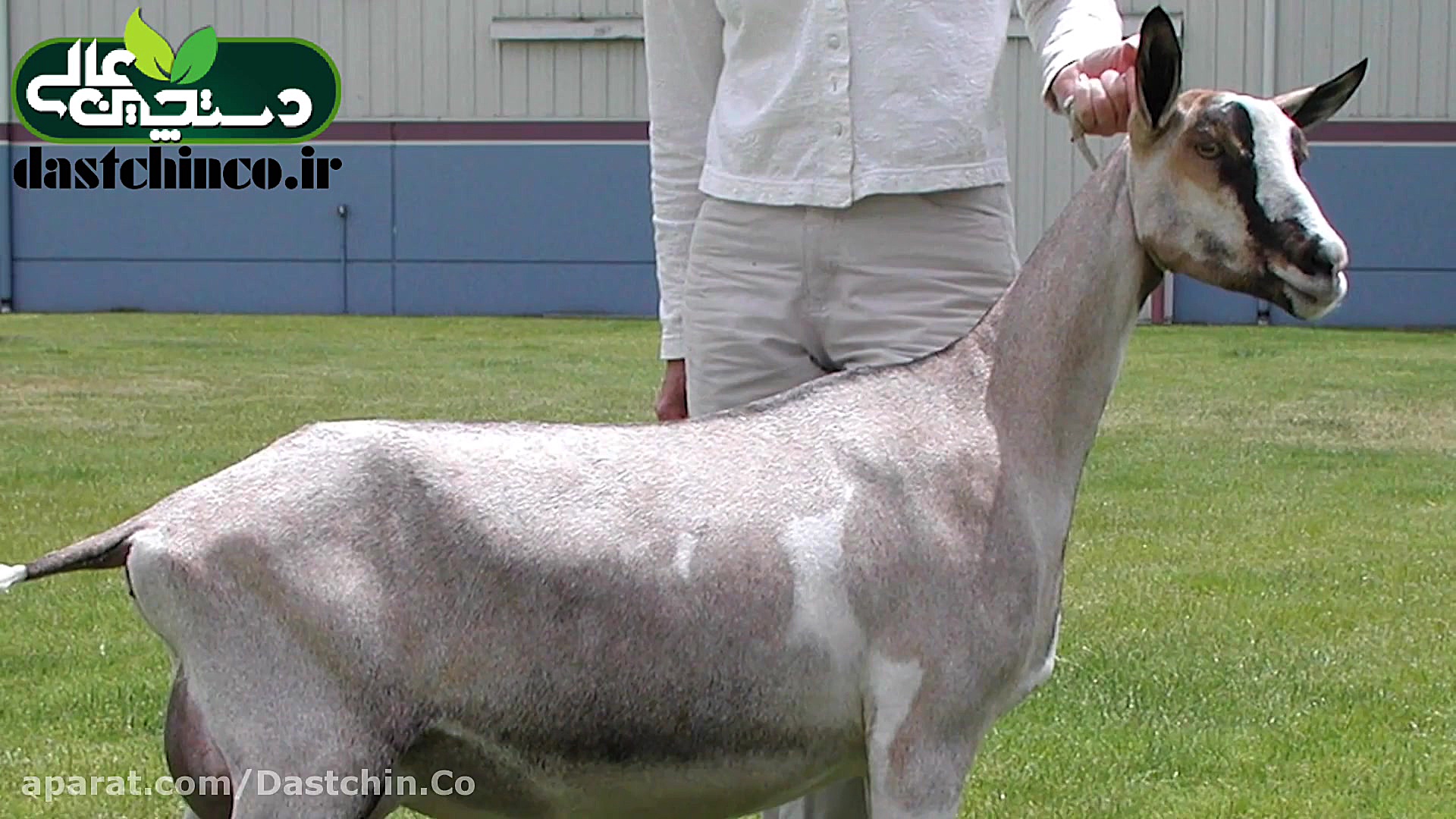 شناخت بز آلپاین