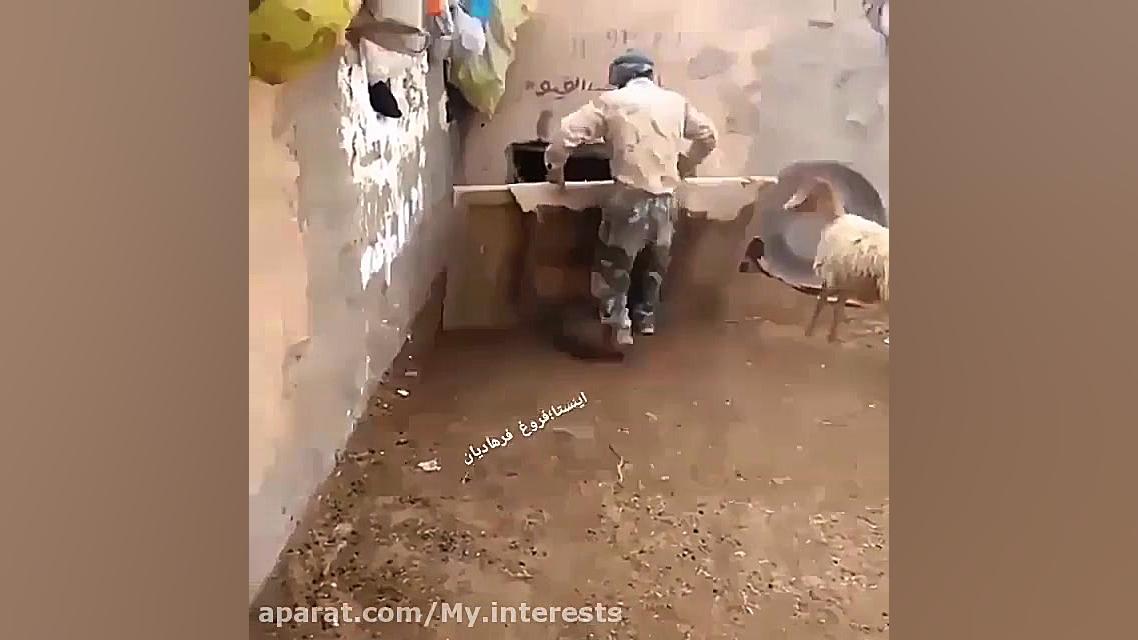 پایان قرنطینه گوسفندی