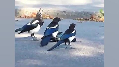 بعد از تصادف کلی ننه بابا پیدا...