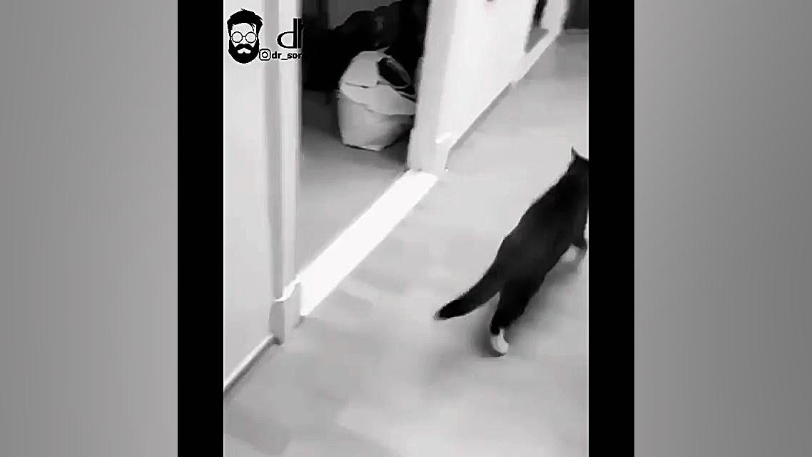 دوبله طنز حیوانات