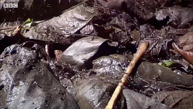 صحنه هایی دیدنی از حمله مورچه...