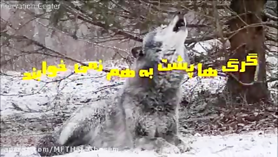 گرگ ها پشت به هم نمی خوابند ۲...