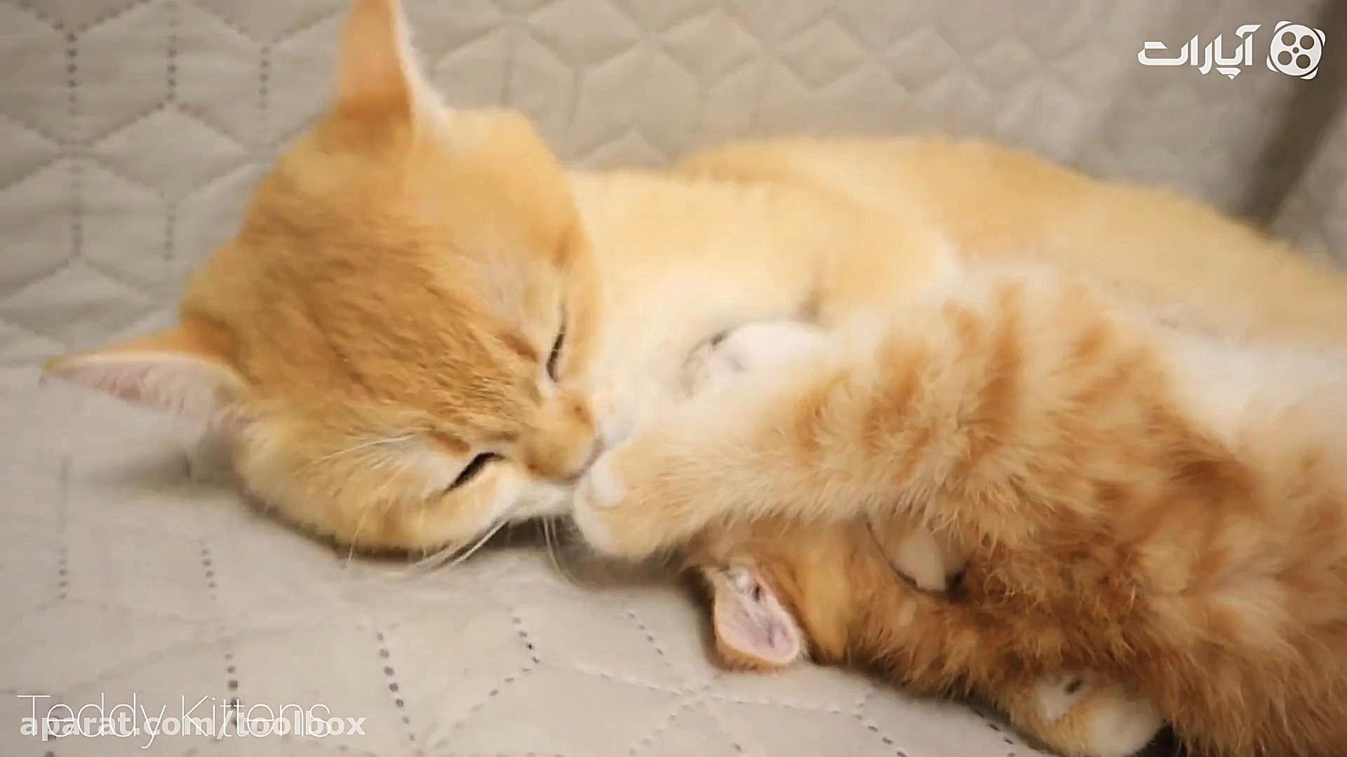 فکر کنم گربه شور که میگن یعنی...