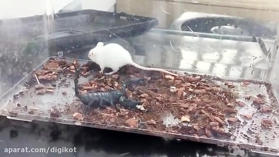 عقرب از دم سمی خود برای حمله ب...