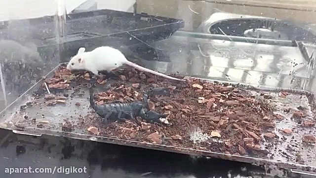 عقرب از دم سمی خود برای حمله ب...