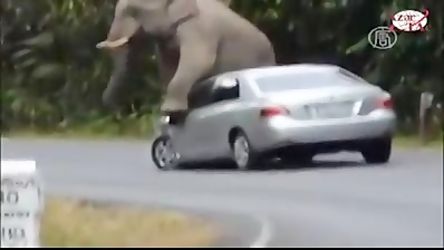 حمله فیل به انسان