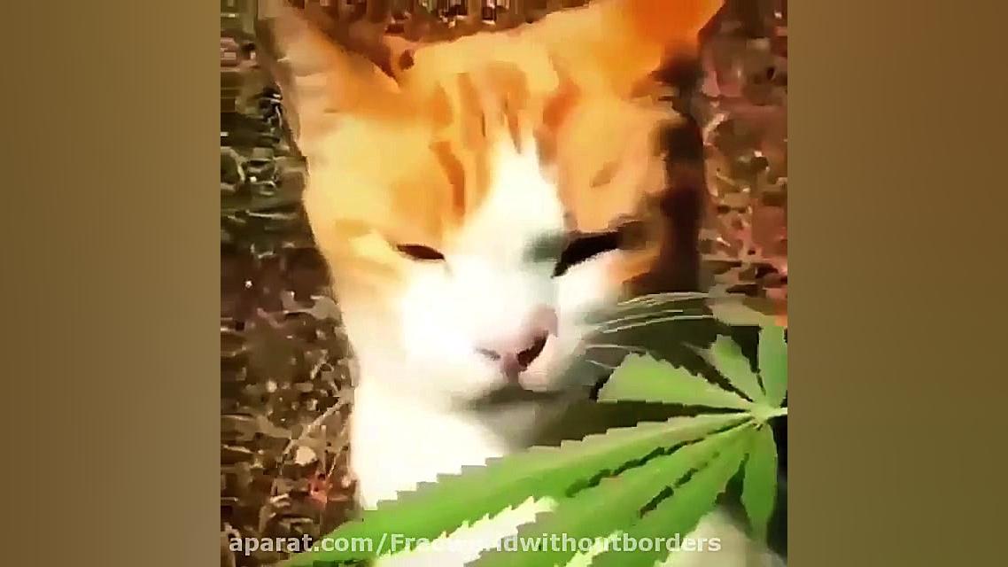 گربه و ماری جوانا