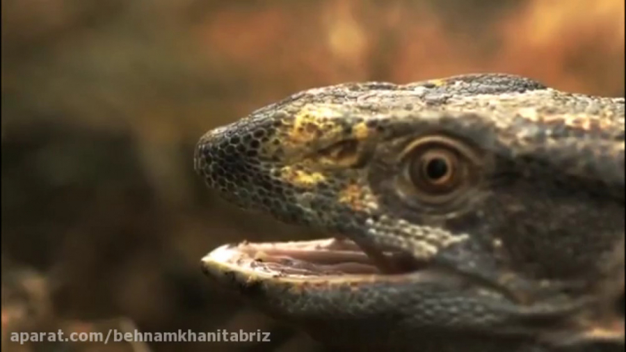 حیات وحش:شگفت انگیز ترین دنیای...