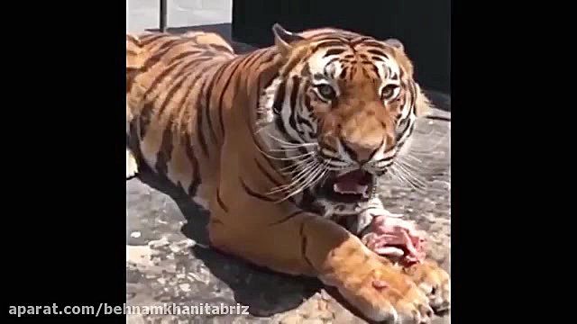 حمله شیر به سمت شکار ؛ سرعت و...