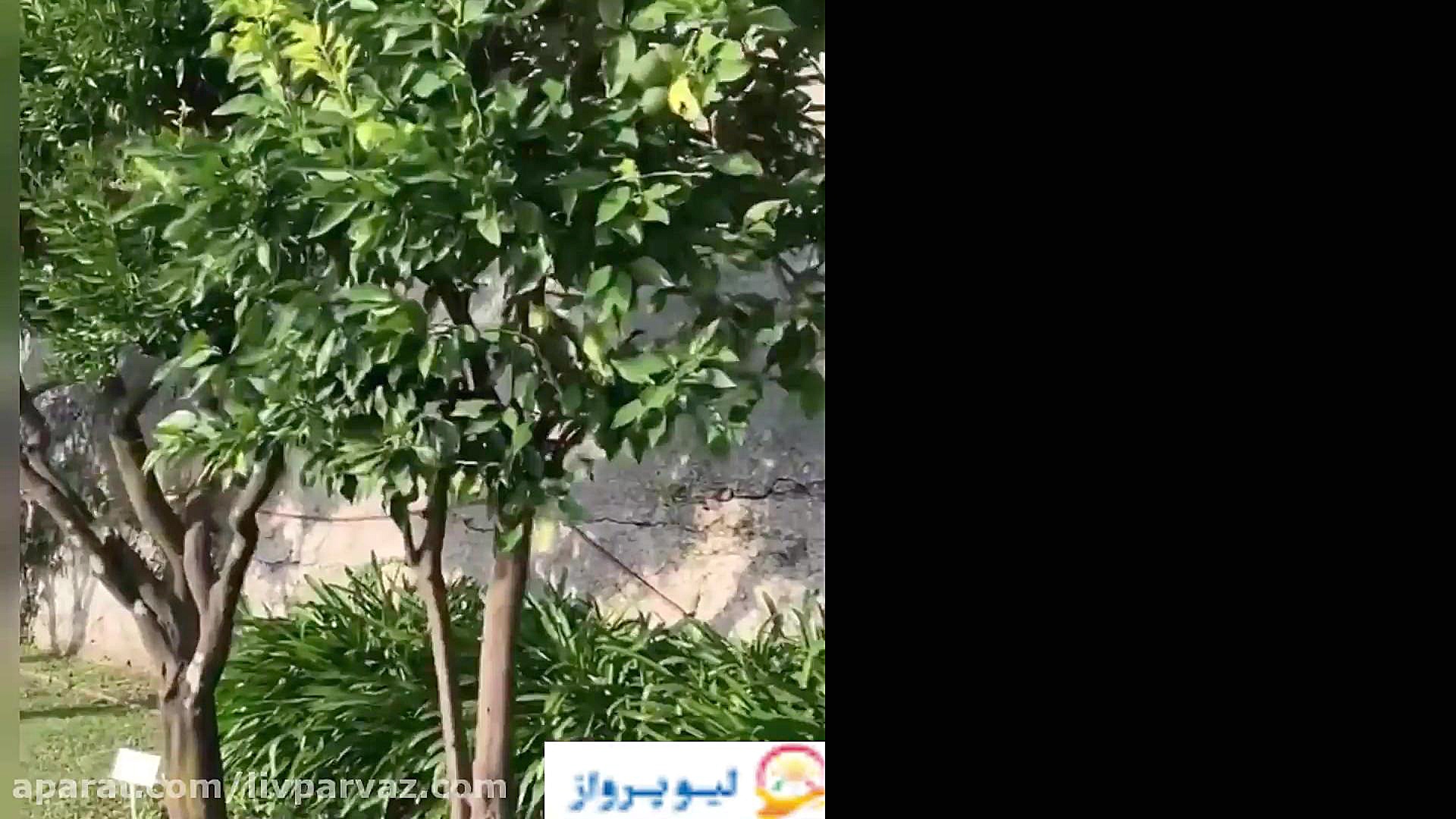 جزیره کومو با لیو پرواز