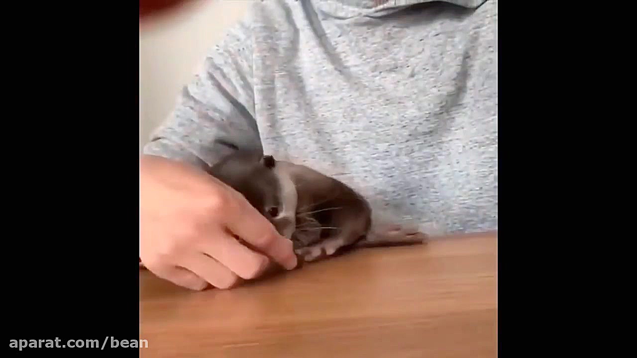 دنیای با مزه حیوانات