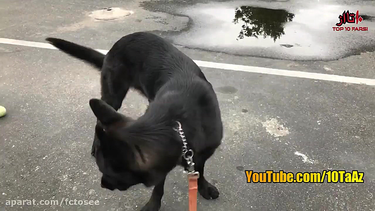 ۱۰ تا از باهوشترین نژاد سگ ها