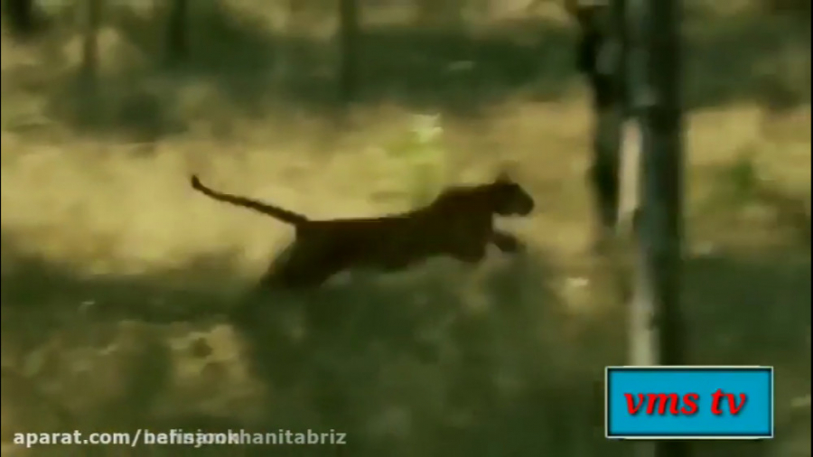 مستند حیات وحشصحنه شکار شیر سر...