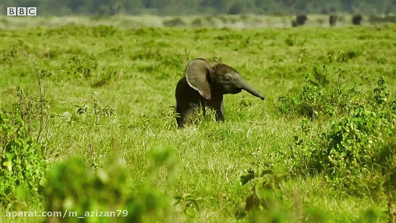 مستند حیات وحش  قسمت ۱۶