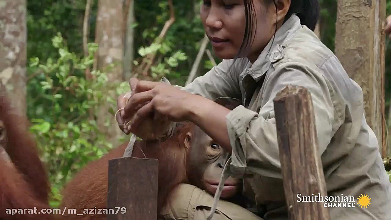 مستند حیات وحش  قسمت ۲۹