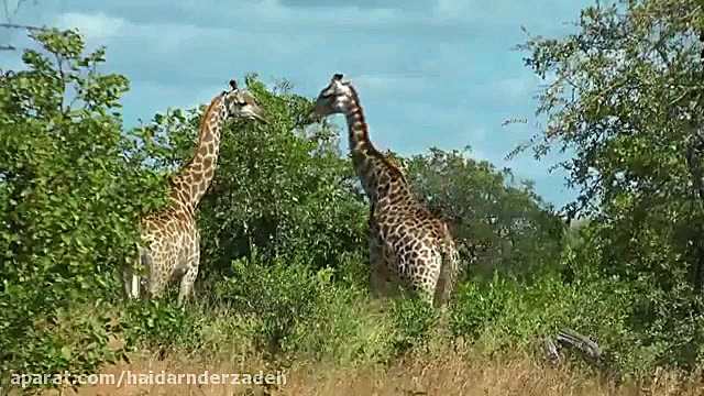 مستند حیات وحش.. اینبار آفریقا