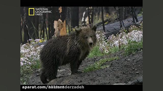 مستند حیات وحش جدید