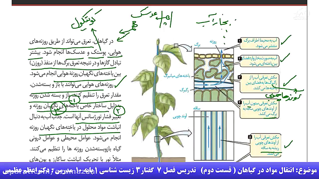 انتقال مواد در گیاهان(قسمت دوم...