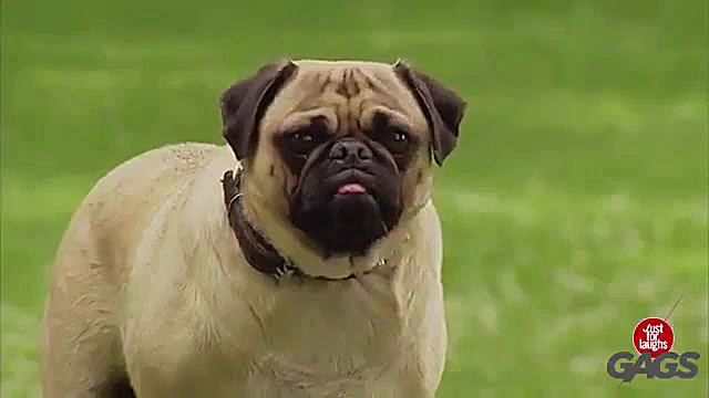 دوربین مخفی سگ آزاری