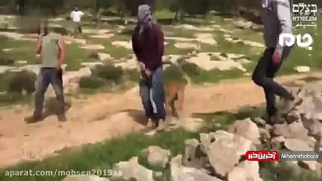 ستفاده کفتارها از سگ ‌وحشی برا...