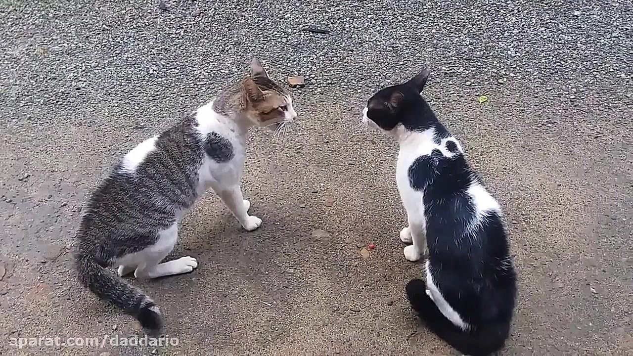 درگیری لفظی دو گربه خیابانی