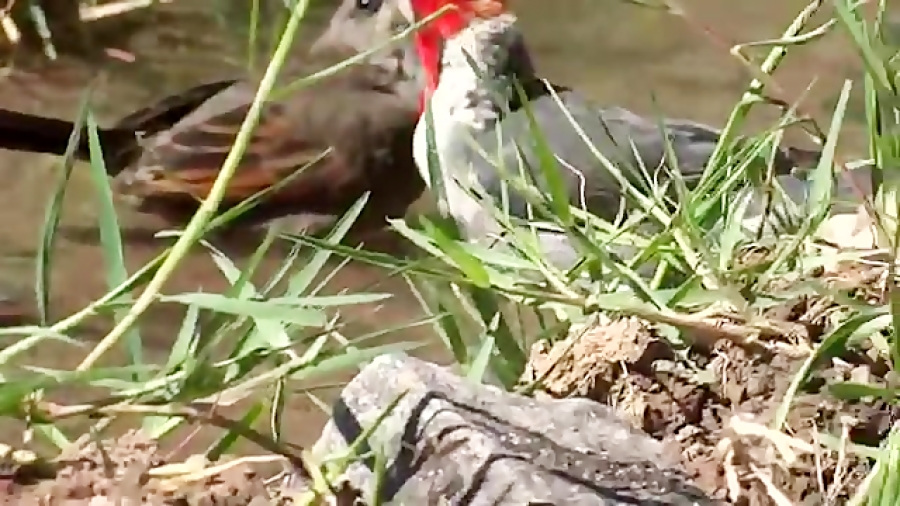 فنچ کاردینال تاج قرمز در حال ح...