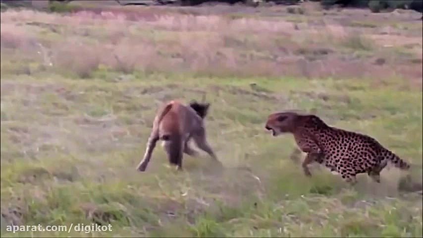 حیات وحش، تلاش چیتا برای حفظ ش...