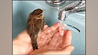 حمام کردن گنجشک !