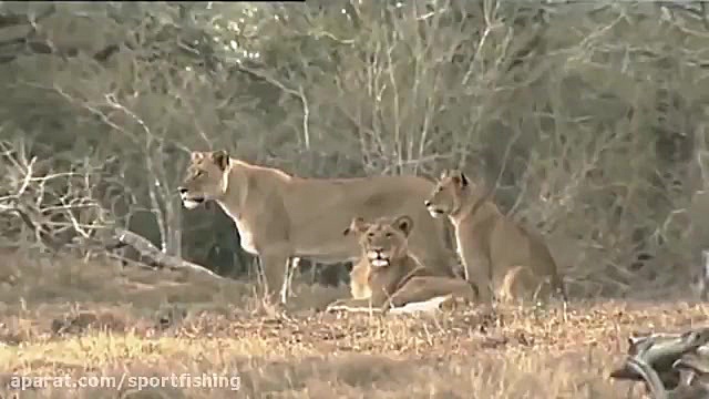 فیلم مستند حیات وحش افریقا  hd
