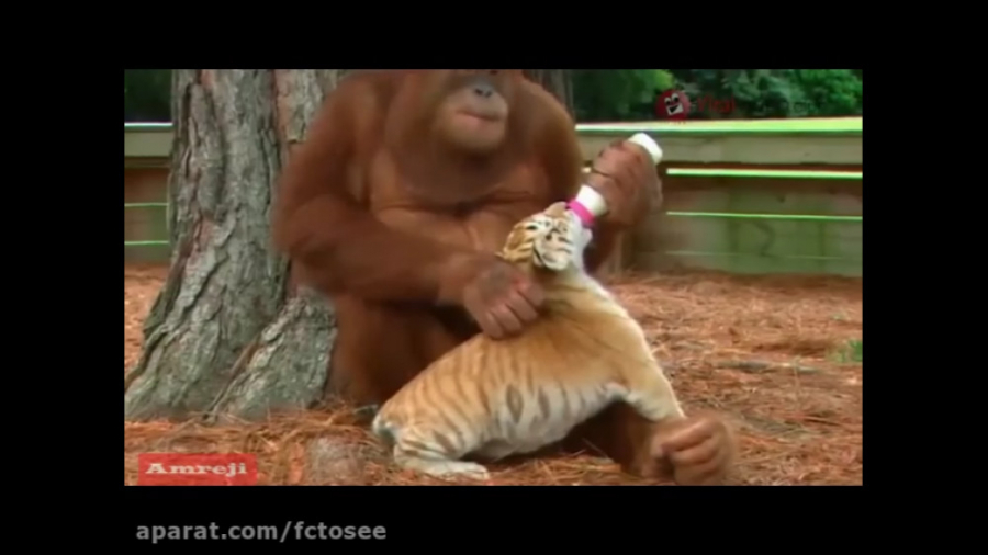 اورانگوتان به بچه ببر شیر میده...