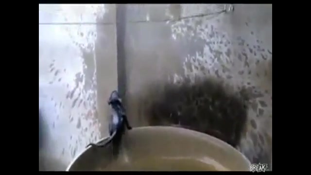 گربه گیج و احمق