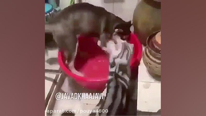 ویدیو خنده دار