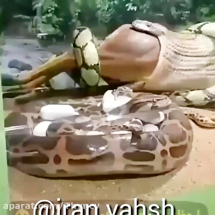 حیات وحش استرالیا و آفریقا  شک...