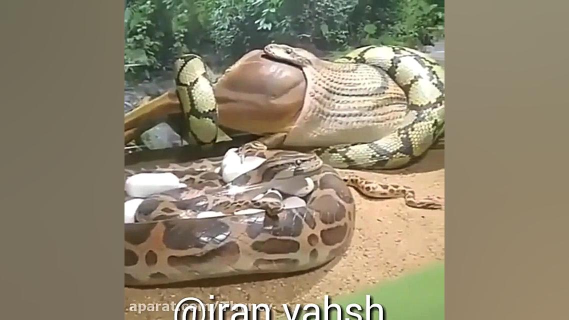 حیات وحش استرالیا و آفریقا  شک...