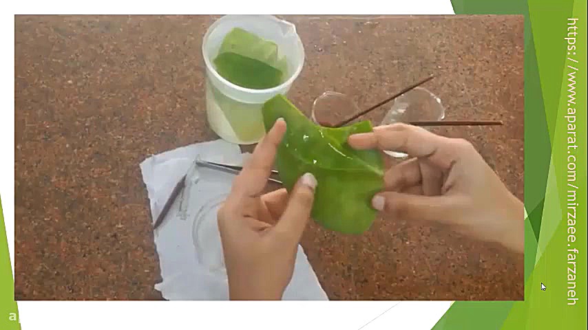 علوم پنجم از ریشه تا برگ بخش س...