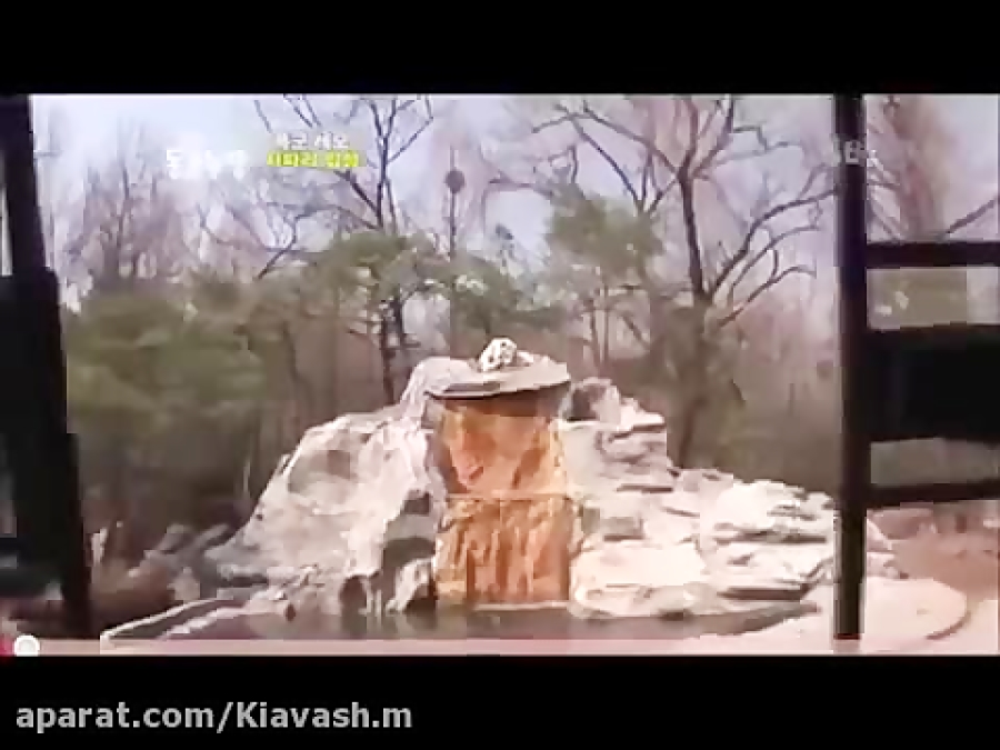 ترس ۷ ببر سفید بنگال از ۲ شیر...