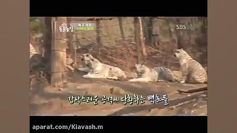 ترس ۷ ببر سفید بنگال از ۲ شیر...