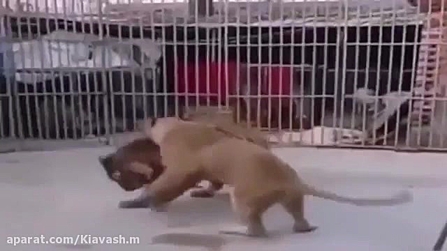 شیر ماده در برابر ببر